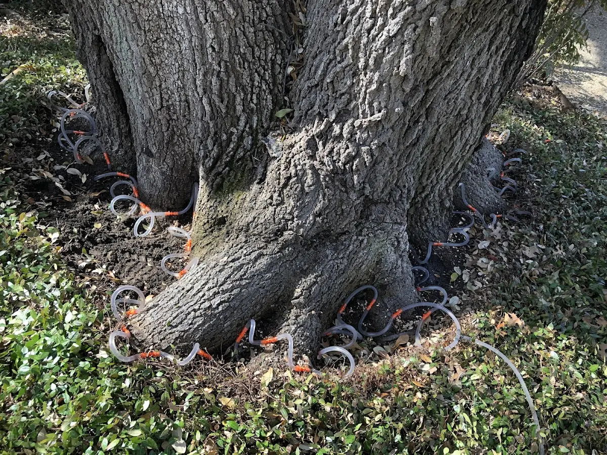 Detailed Tree Cabling and Bracing job site in Spencerport