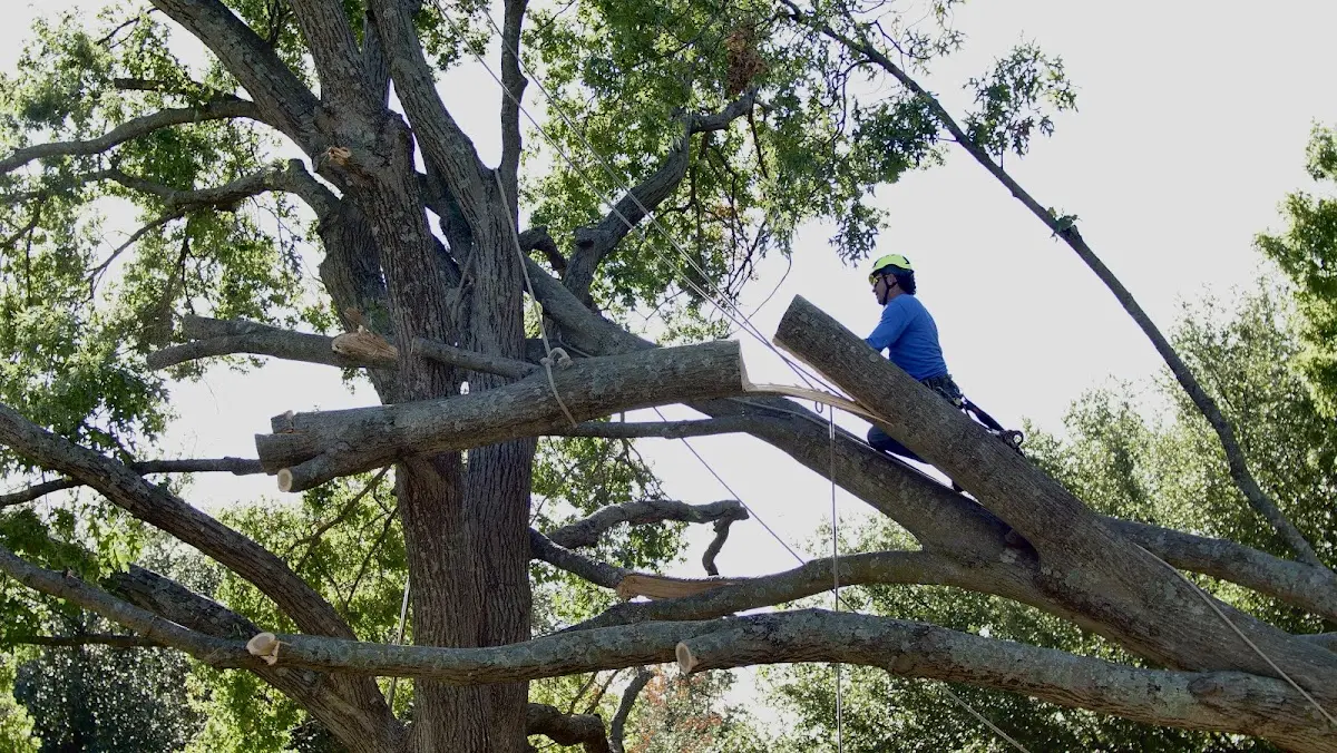 Professional Crown Thinning performed by certified arborists in Spencerport