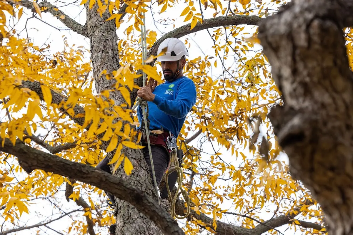 Skilled Tree Planing crew working in Spencerport